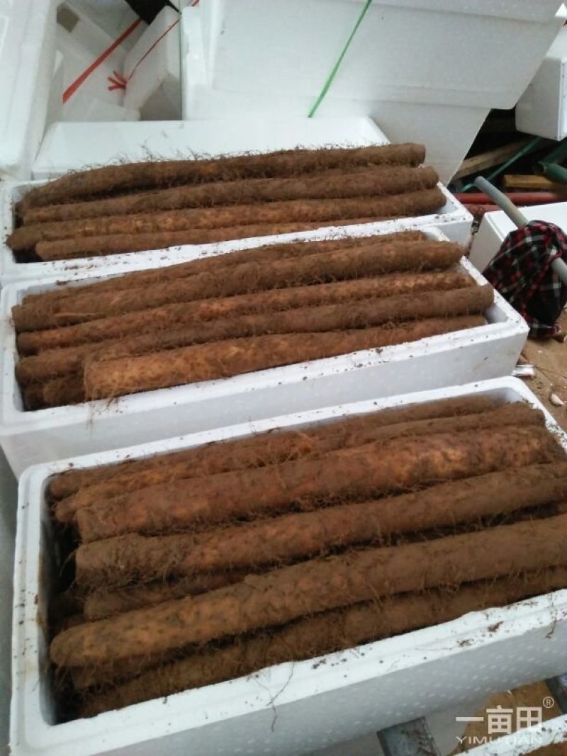 大量供应白玉山药:大通货，小通货下脚料。大通货2.4