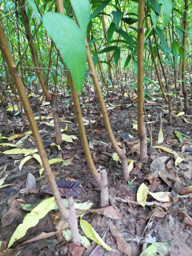 大血桃树苗第二年挂果早熟丰产口感脆甜免费技术指导
