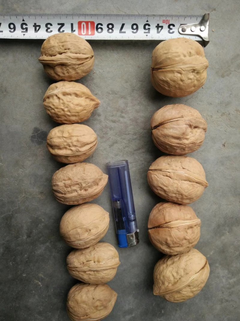新疆薄皮核桃，中果，大果地摊江湖展会热卖