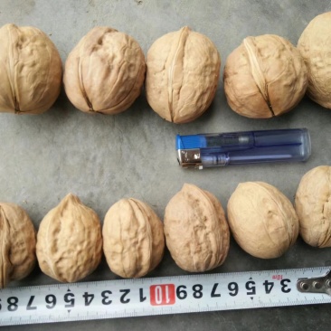 新疆薄皮核桃，中果，大果地摊江湖展会热卖