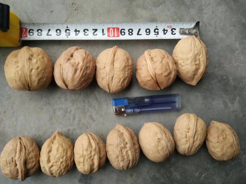 新疆薄皮核桃，中果，大果地摊江湖展会热卖