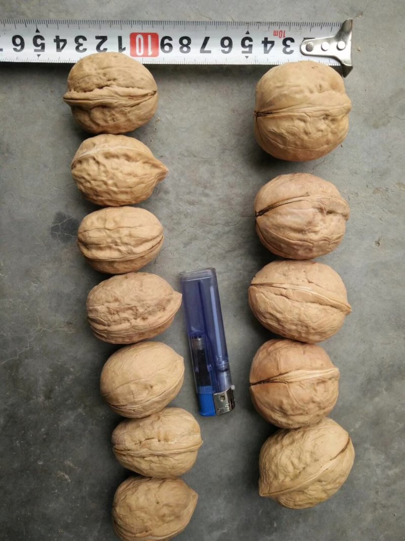 新疆薄皮核桃，中果，大果地摊江湖展会热卖