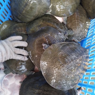 生态甲鱼