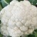 白花菜花1斤紧密乳白