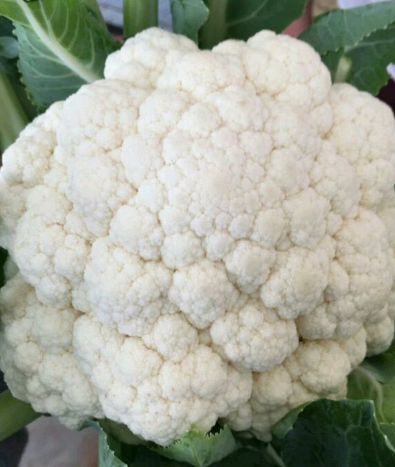 白花菜花1斤紧密乳白