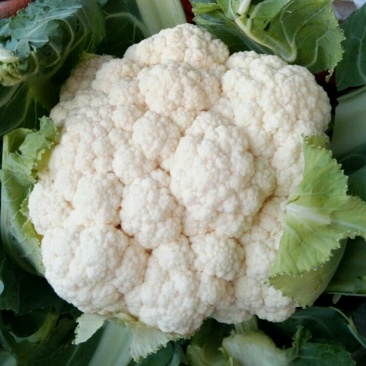 白花菜花1斤紧密乳白
