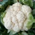 白花菜花1斤紧密乳白