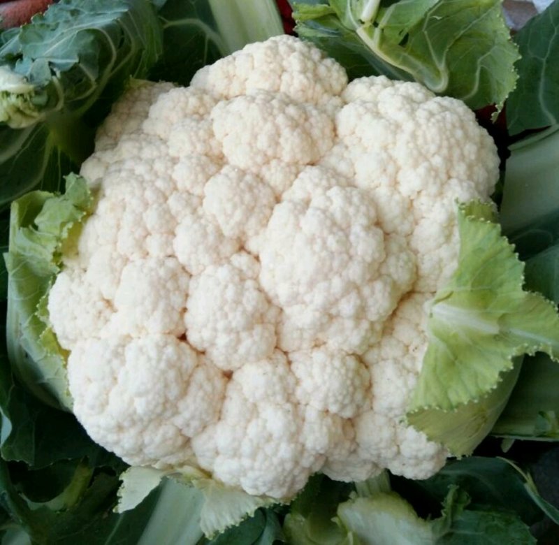 白花菜花1斤紧密乳白