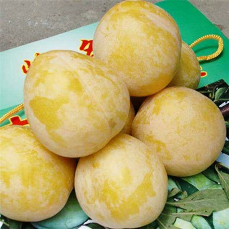 黄金奈李子苗奈李子苗大果型高糖保证品种纯度假一赔万