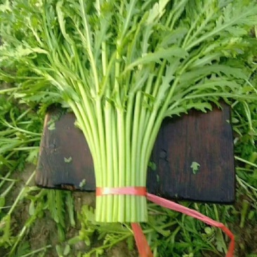 茼蒿