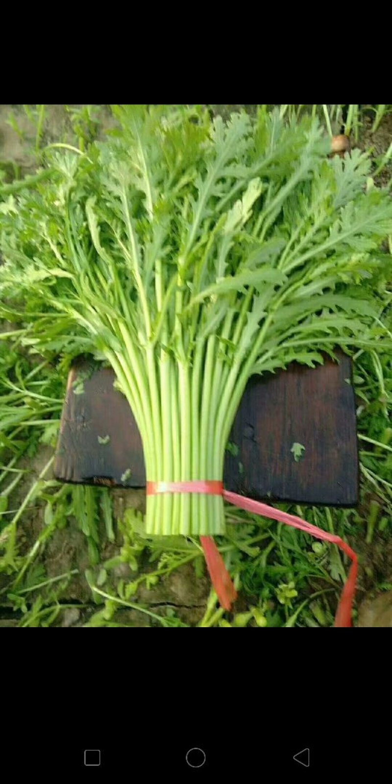 茼蒿