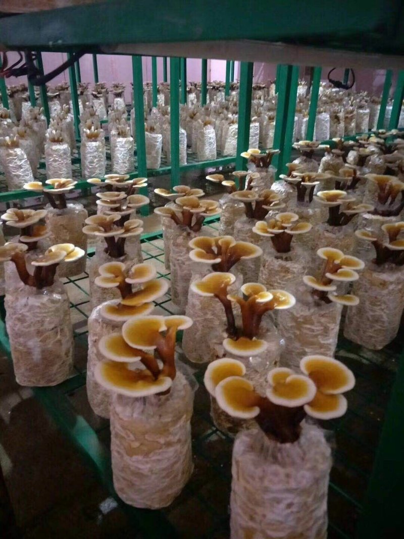 福建漳州灵芝盆景活体观赏可食用赤灵芝/欢迎订购