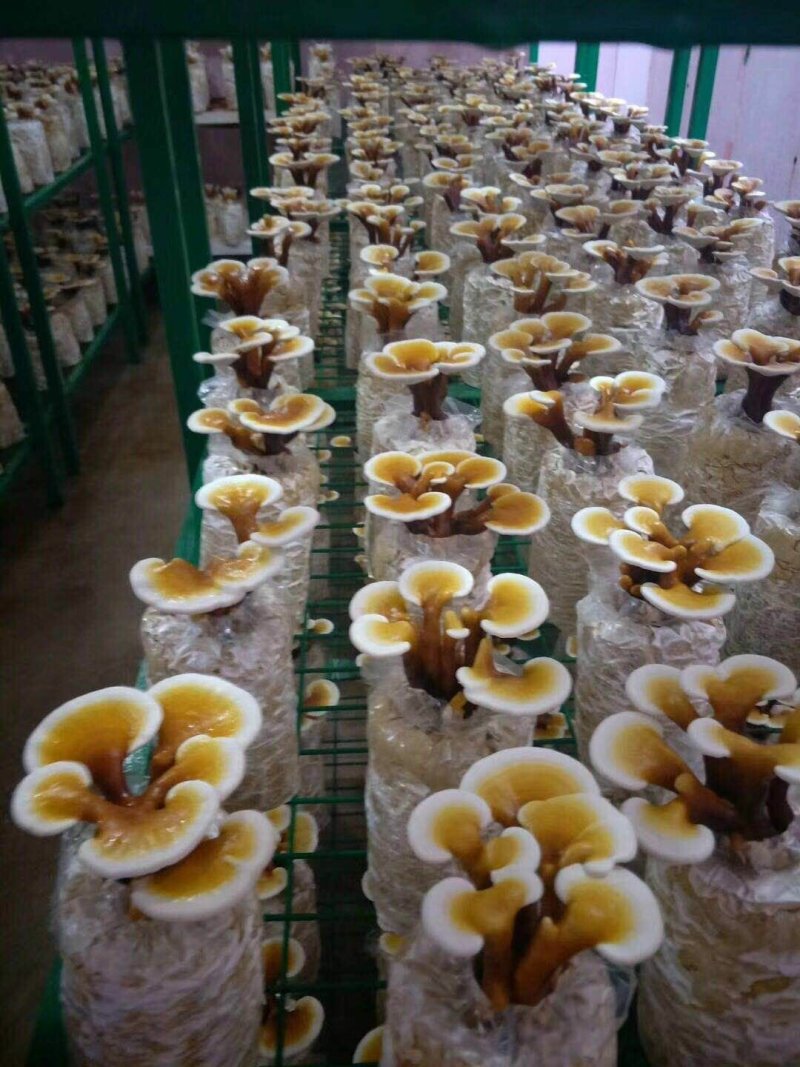 福建漳州灵芝盆景活体观赏可食用赤灵芝/欢迎订购