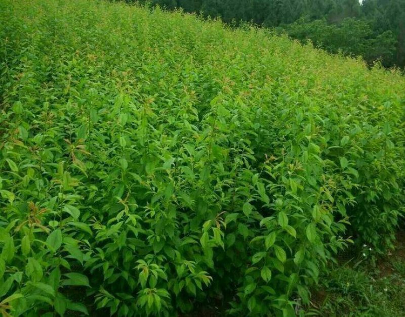 李子树苗，味帝，味王，风味玫瑰，风味皇后，恐龙蛋保证品种