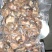 农家直供海蛎干蚝干250g包邮