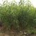 美国红蟠桃苗蟠桃树苗早熟品种口感脆甜保证质量