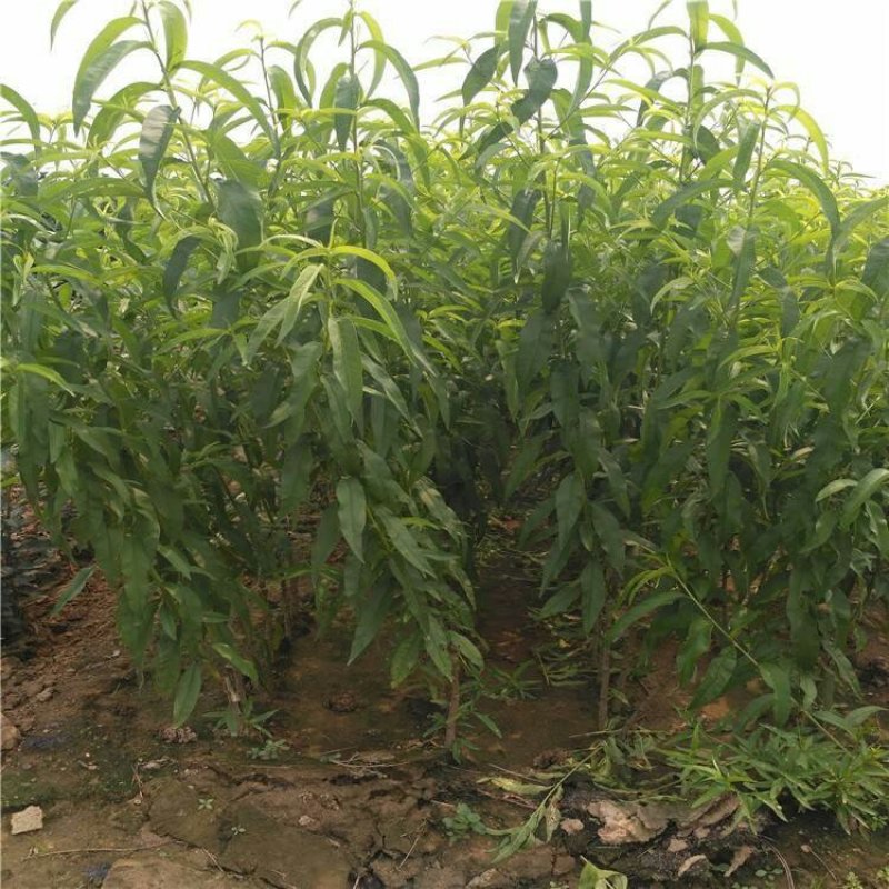 美国红蟠桃苗蟠桃树苗早熟品种口感脆甜保证质量