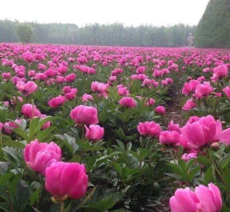 芍药芽白芍芽头芍药芽头