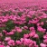 芍药芽白芍芽头芍药芽头