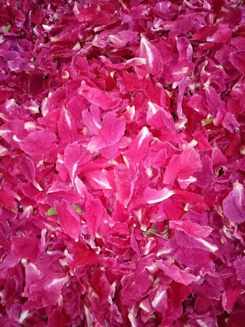 芍药芽白芍芽头芍药芽头