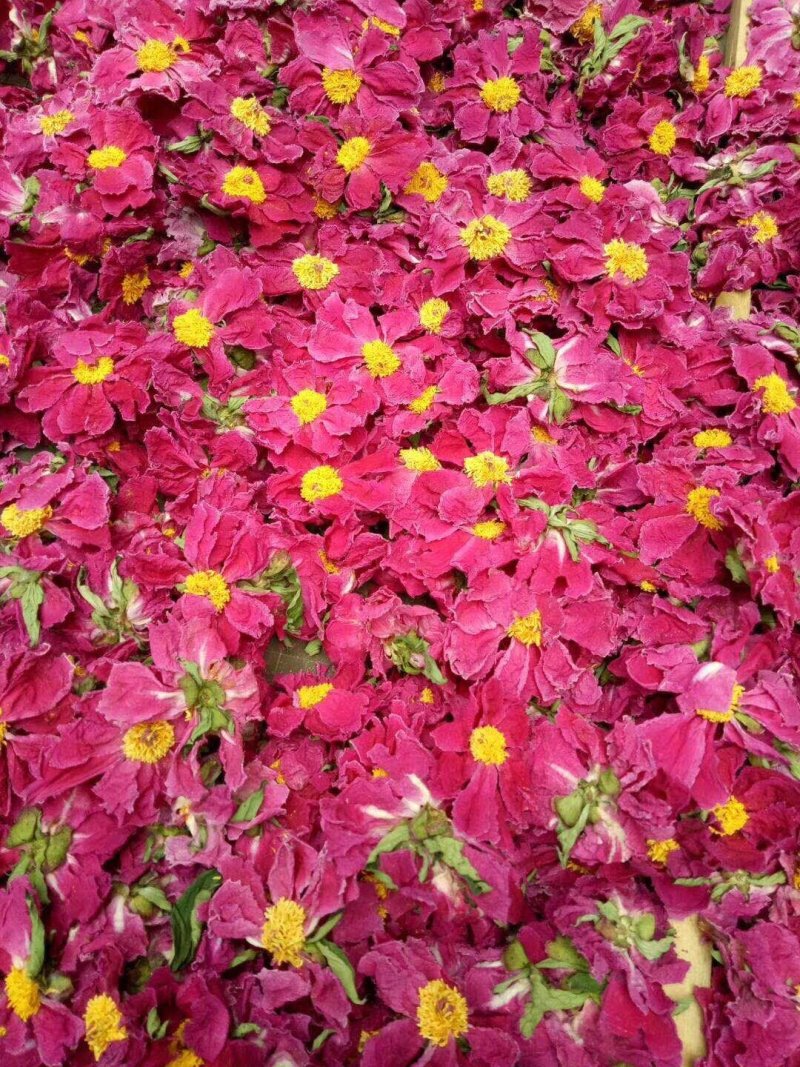 芍药芽白芍芽头芍药芽头