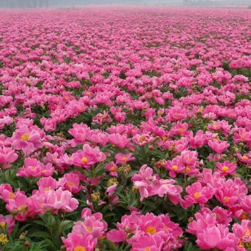 白芍芽白芍芽块茎白芍种苗