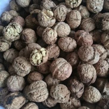 云南大麻果纸皮核桃