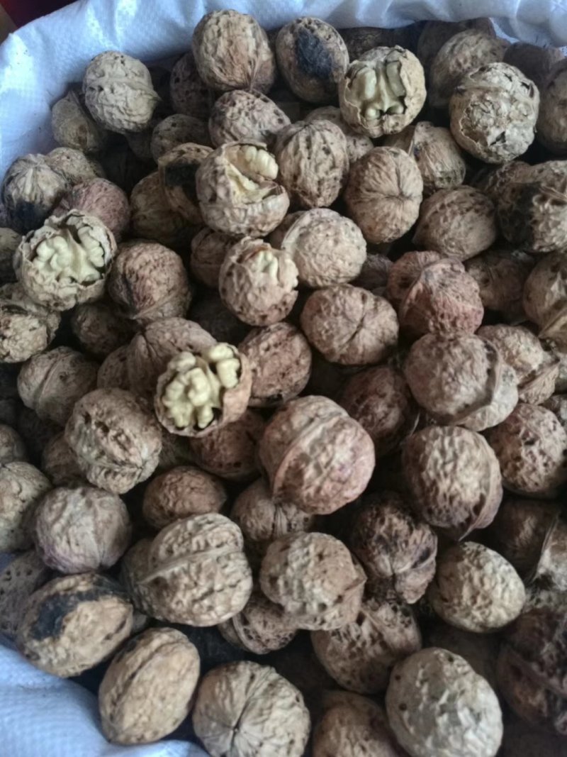 云南大麻果纸皮核桃