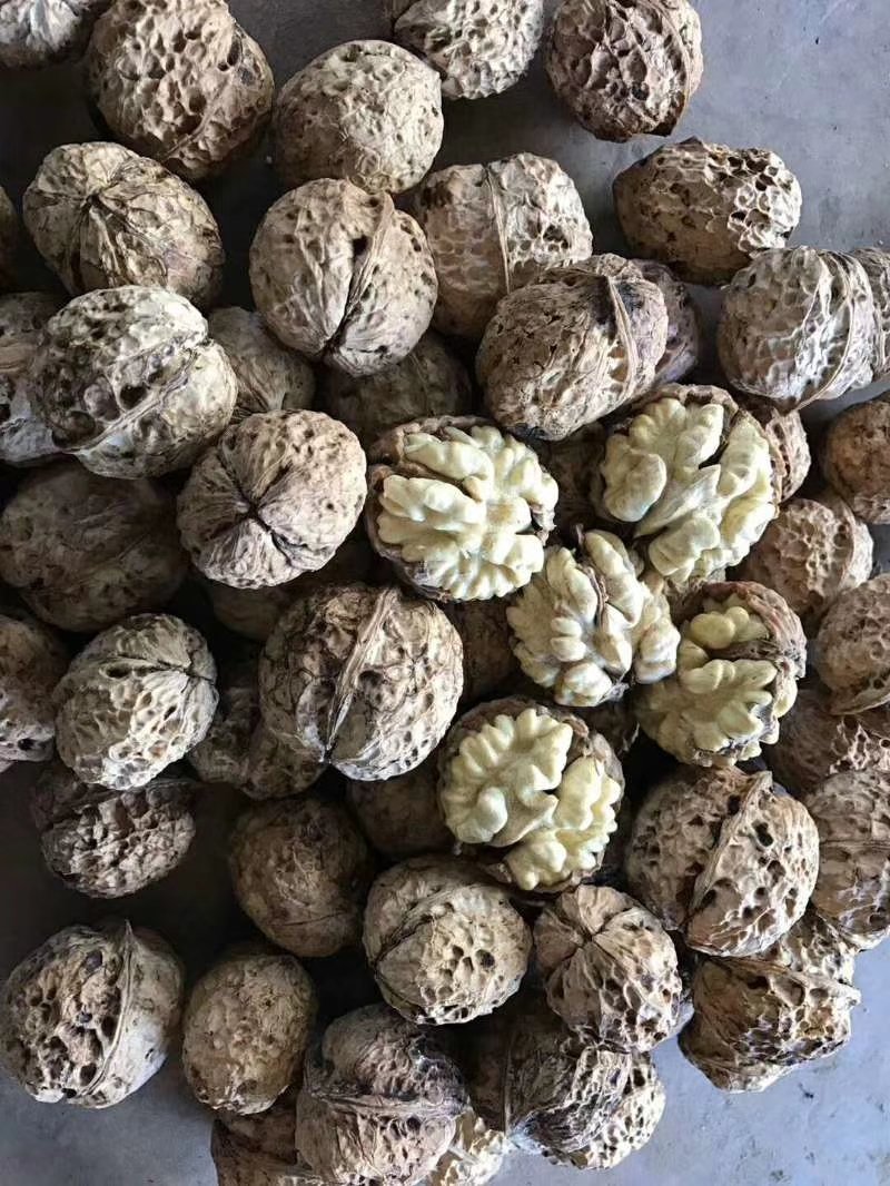 云南大麻果纸皮核桃