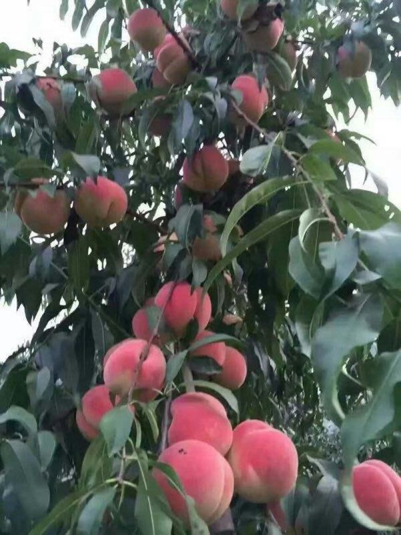 映霜红桃树苗晚熟品种口感脆甜货架期长可实地考察保证品种纯