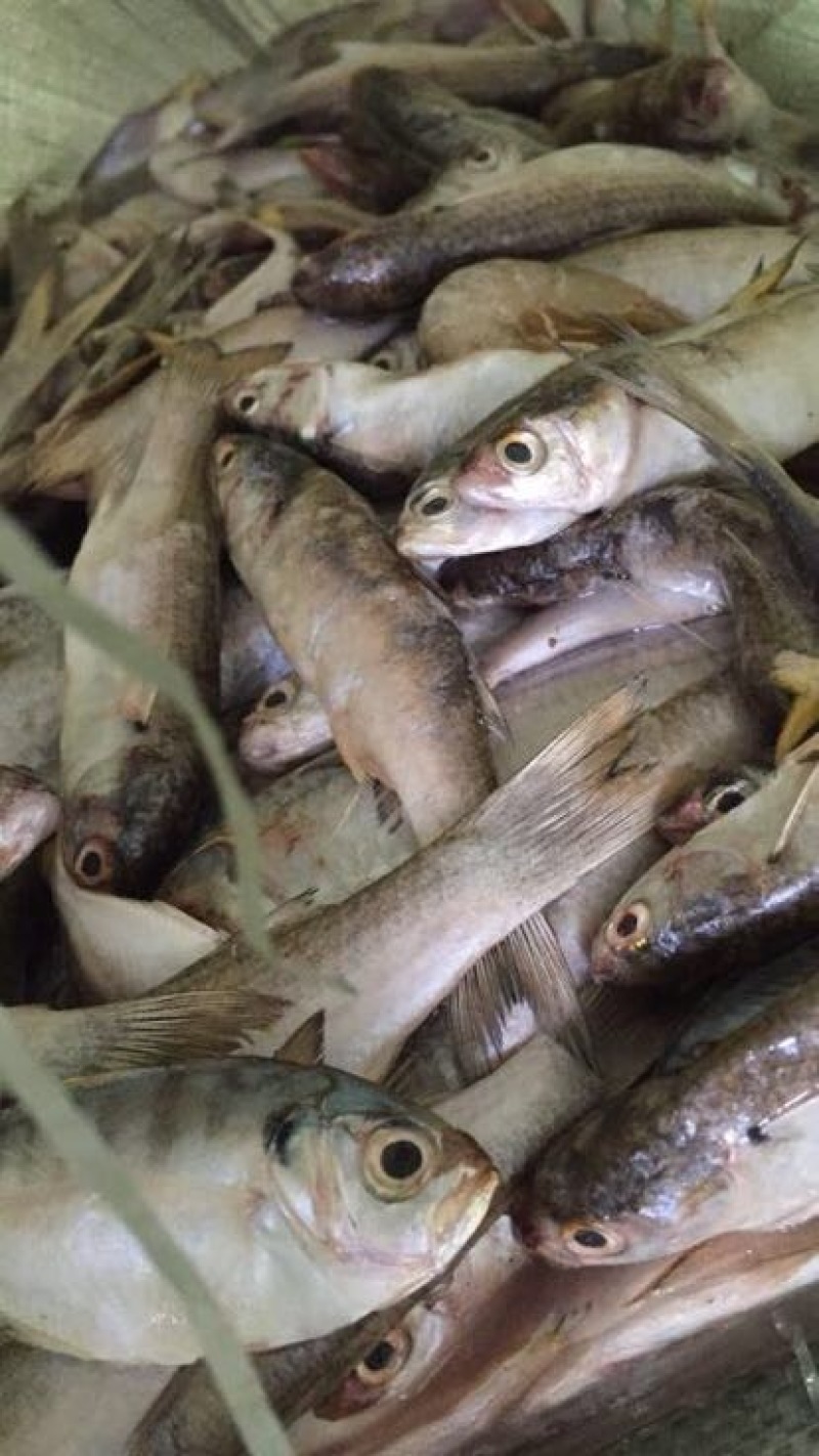 饲料鱼