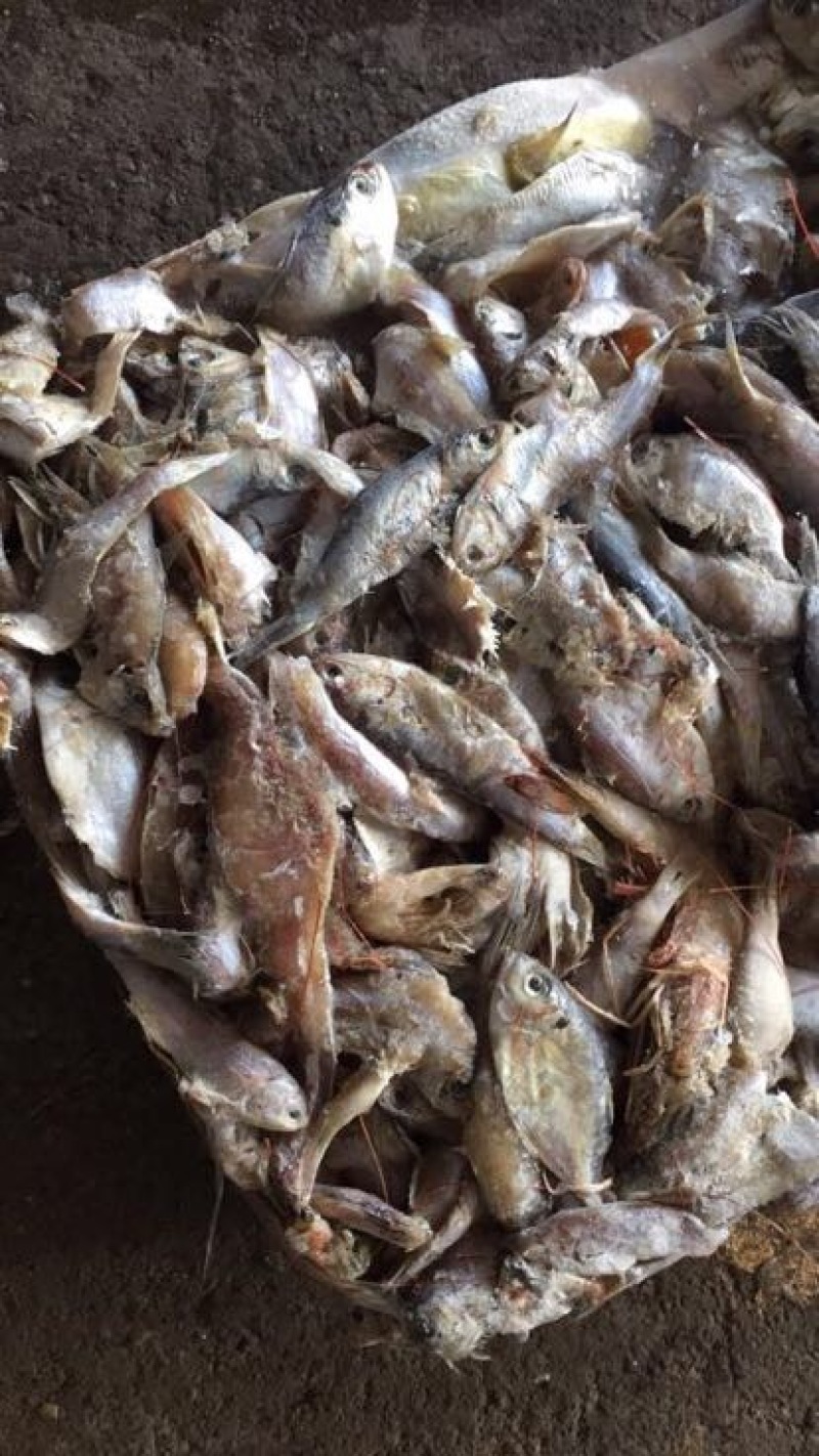 饲料鱼