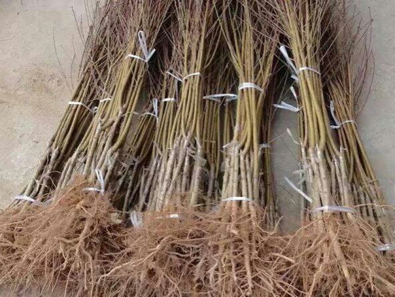 突围桃树苗保证品种基地直发提供技术指导成活高欢迎下单