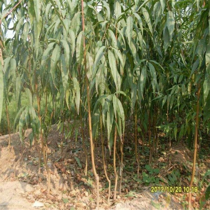 突围桃树苗保证品种基地直发提供技术指导成活高欢迎下单