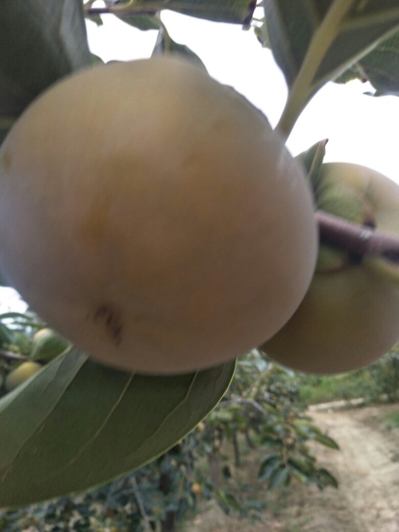 阳丰甜柿
