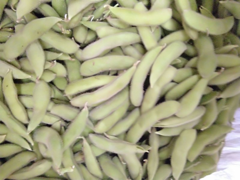 鲜毛豆质量杠杠的