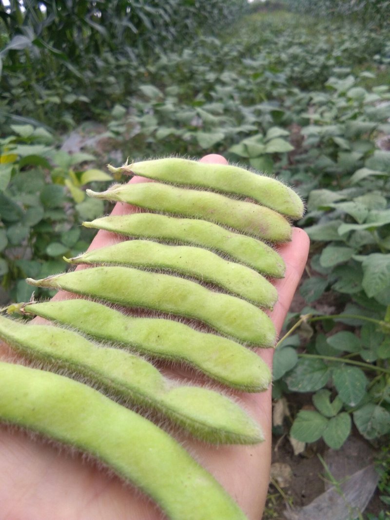 鲜毛豆质量杠杠的