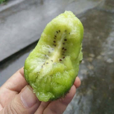 绿心猕猴桃