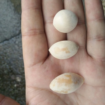 最右边的龙眼银杏