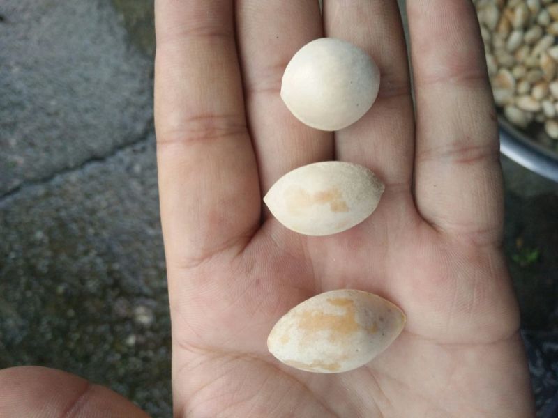 最右边的龙眼银杏