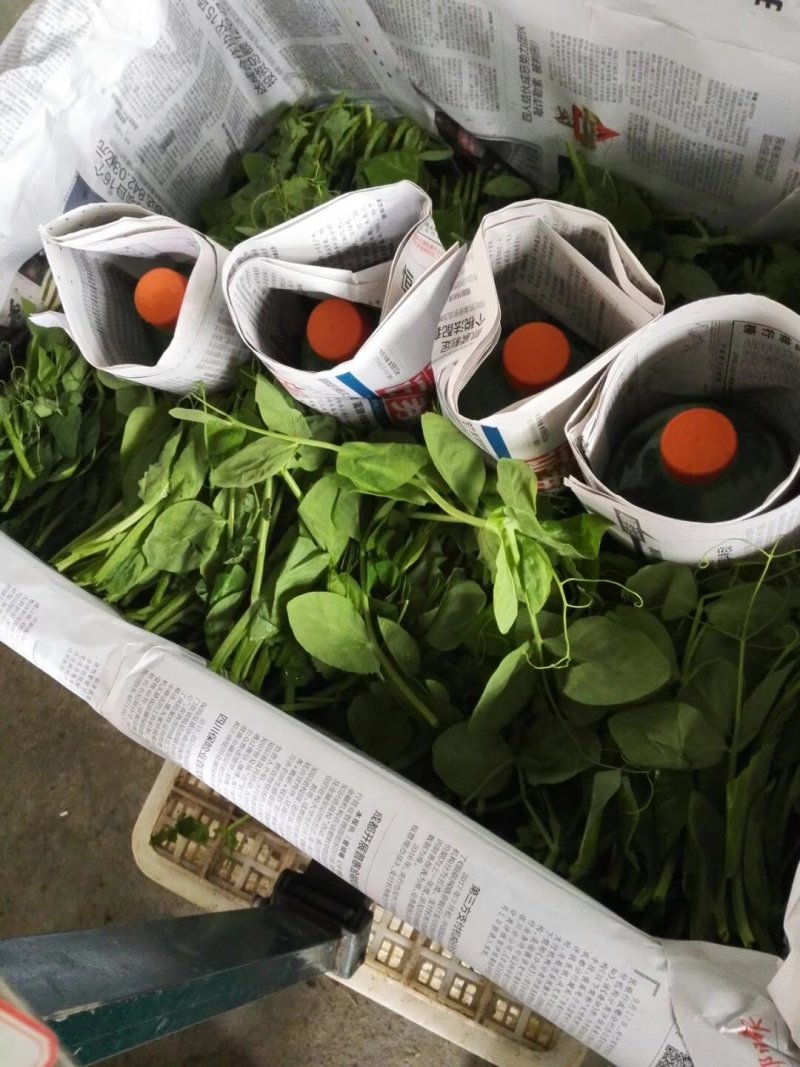 四川豌豆尖豆苗