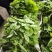 四川豌豆尖豆苗