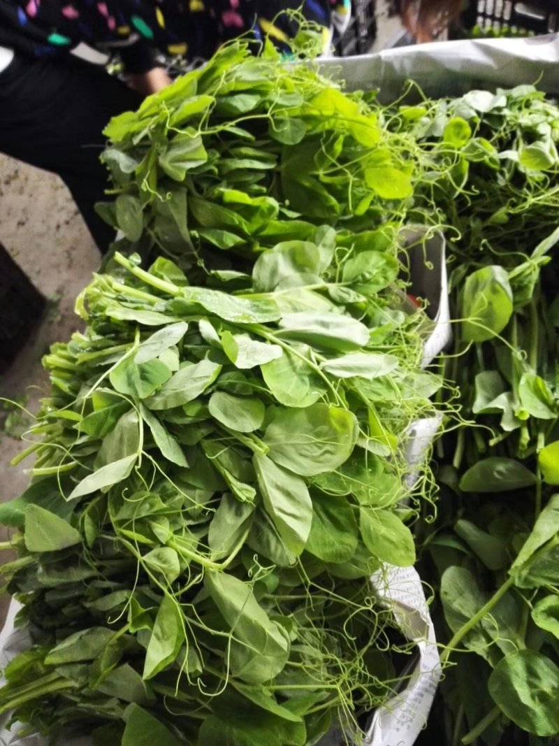 四川豌豆尖豆苗