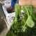 四川豌豆尖豆苗