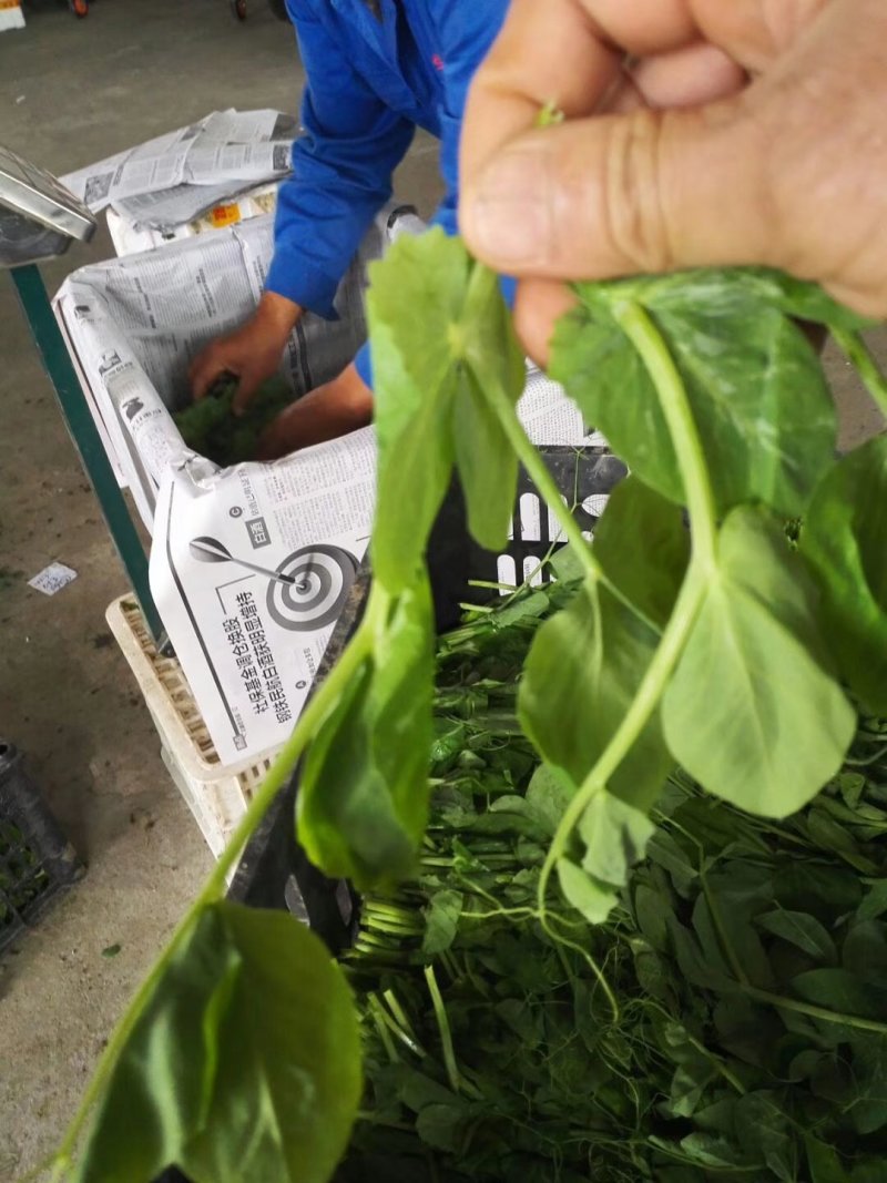四川豌豆尖豆苗