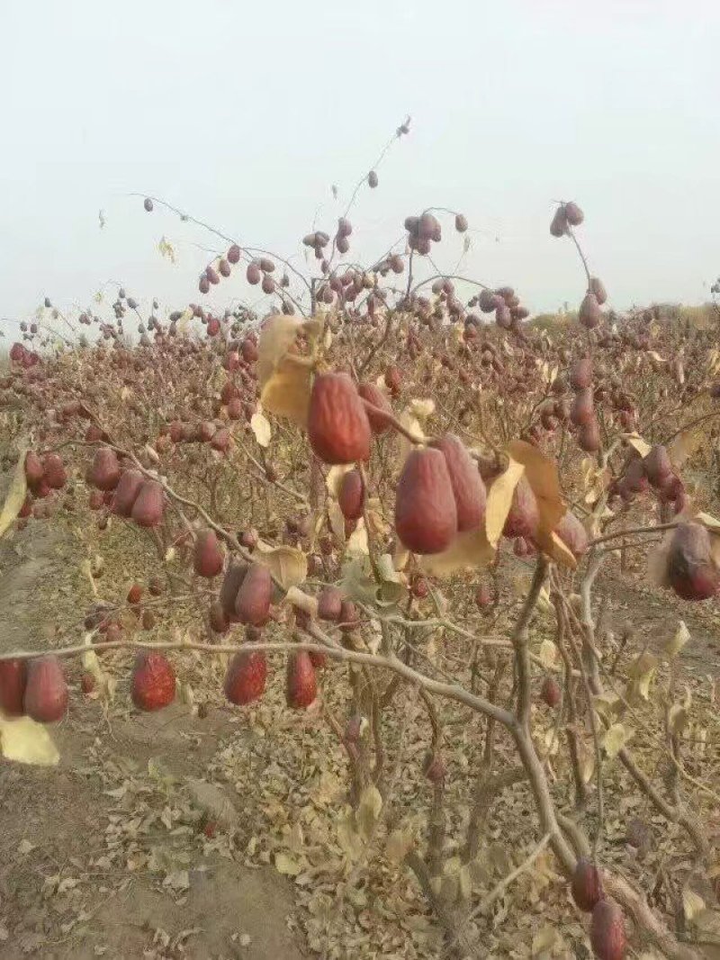二级和田土枣