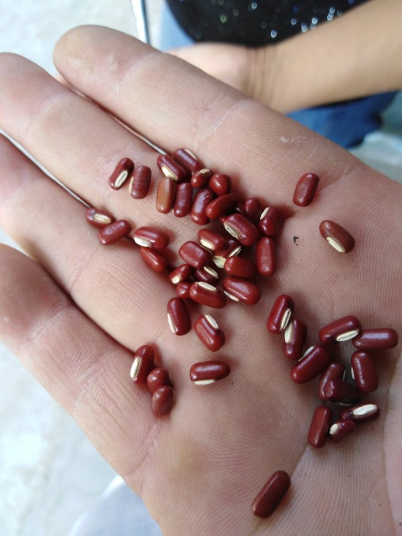 今年新药用赤小豆红小豆大量上市陆地自然成熟