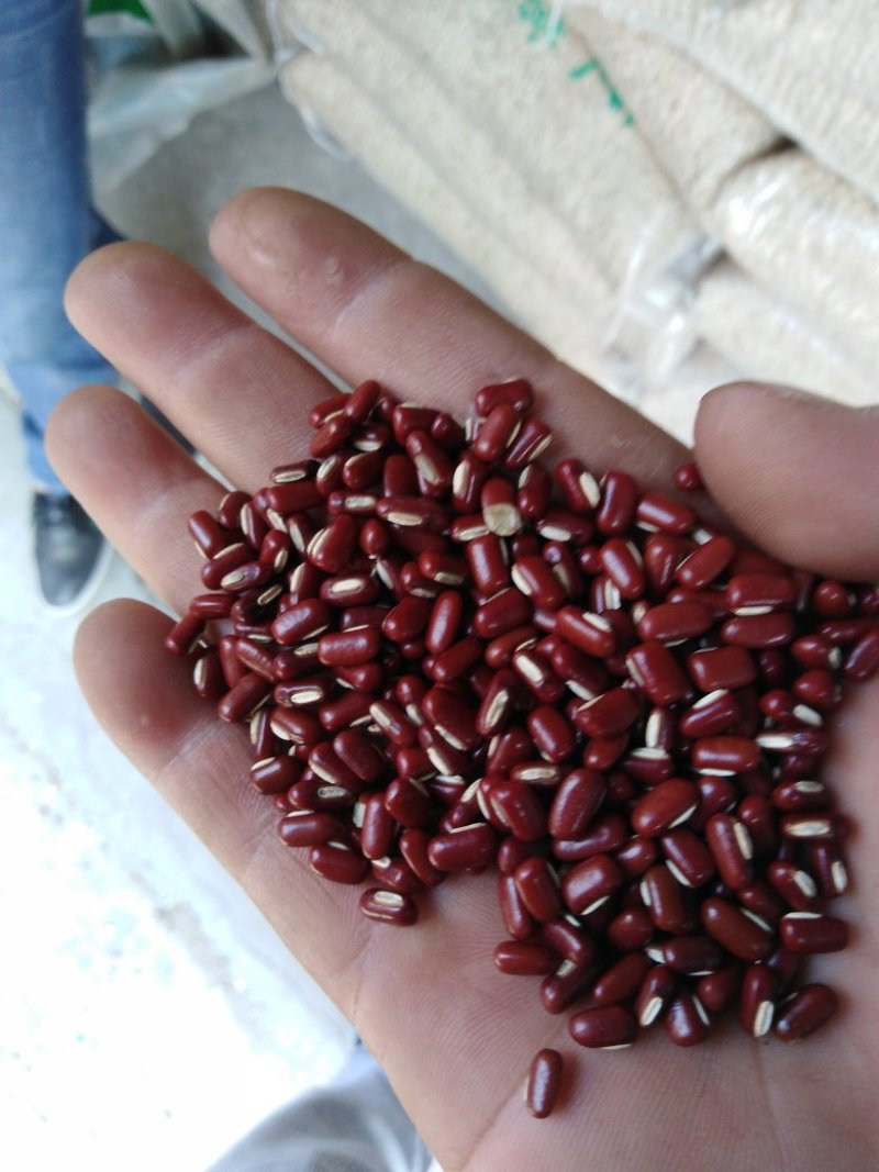 今年新药用赤小豆红小豆大量上市陆地自然成熟