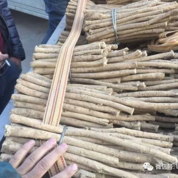 甘肃岷县原产地黄芪节子规格齐全都是精品，黄芪条