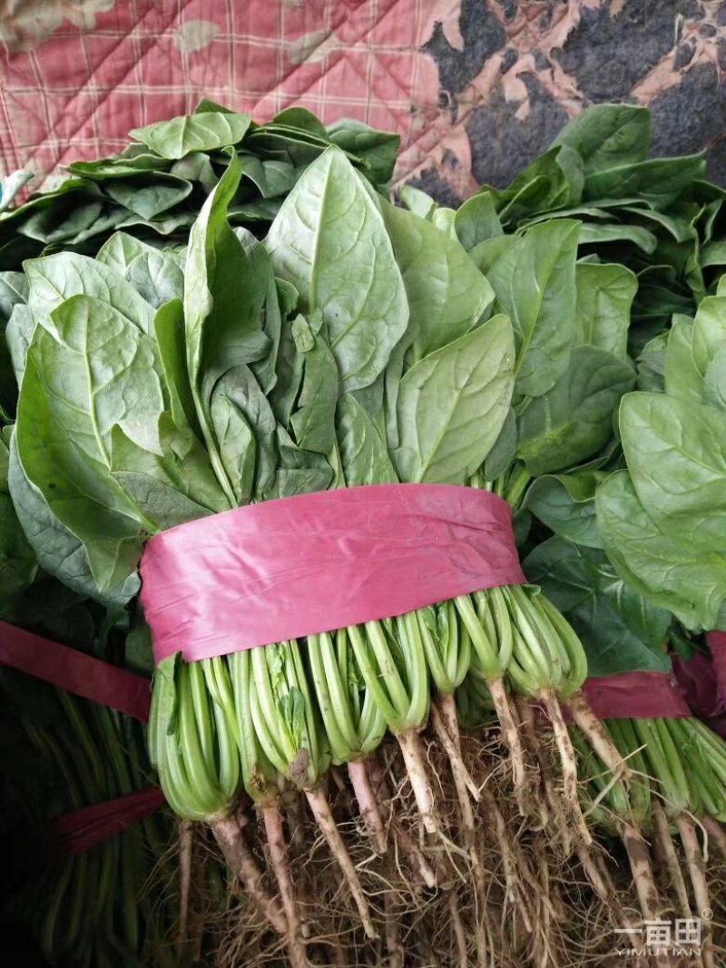 菠菜河北菠菜大量上市品质保证货源充足欢迎来电采购